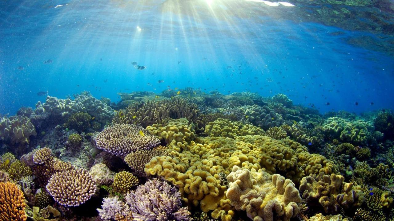 Vyvyrun974 Διαμέρισμα Les Cocos Εξωτερικό φωτογραφία